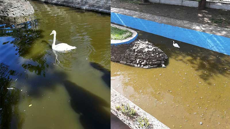 Δωρεά κύκνου για τον ζωολογικό κήπο – πάρκο αναψυχής Φλώρινας