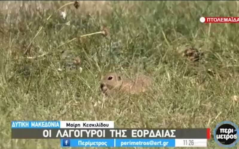 Οι λαγόγυροι της Εορδαίας (video)