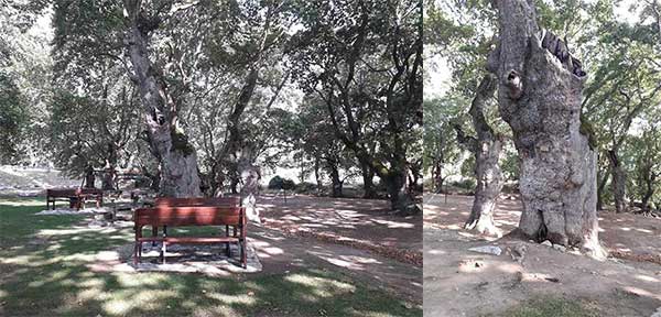 Μια όαση δροσιάς στην Ολυμπιάδα Ελασσόνας με τα επιβλητικά πλατάνια 1000 χρονών να δεσπόζουν