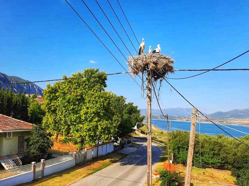 Φωτογραφία της ημέρας: Πελαργοί στις Γούλες Σερβίων