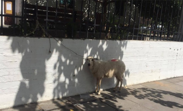 Θεσσαλονίκη: Άφησαν ένα πρόβατο δεμένο στα κάγκελα του Ιπποκρατείου