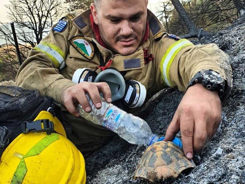 Αχαΐα: Η φωτογραφία από τη φωτιά στη Δροσιά που μας «έκλεψε» την καρδιά- Τι λέει o πυροσβέστης που έγινε viral