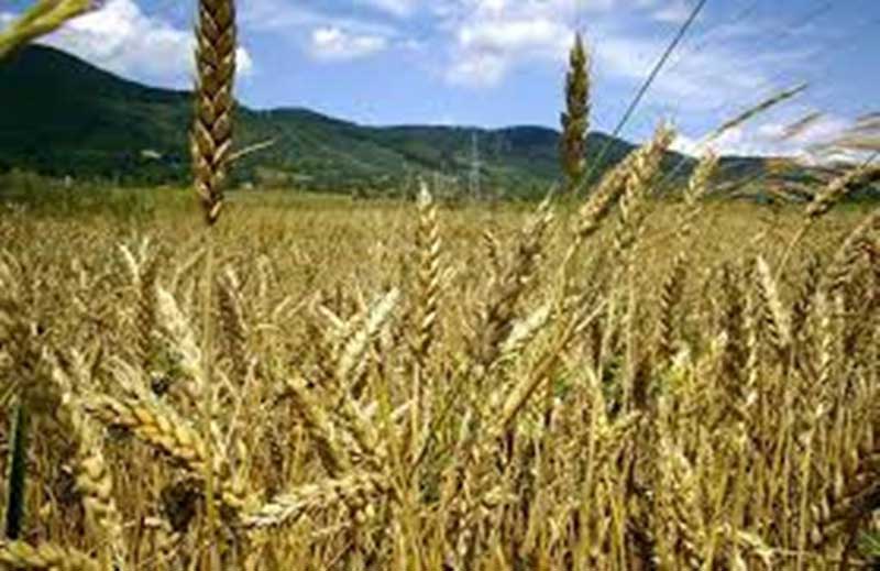 Εορδαία: Η χειρότερη χρονιά για τα σιτηρά – Μείωση παραγωγής έως και 60%