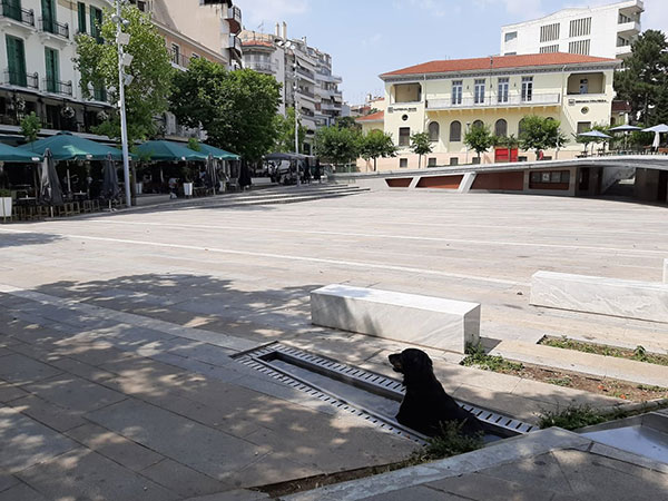 Φωτογραφία της ημέρας: Σκυλάκος απολαμβάνει τη δροσιά στην πλατεία Κοζάνης
