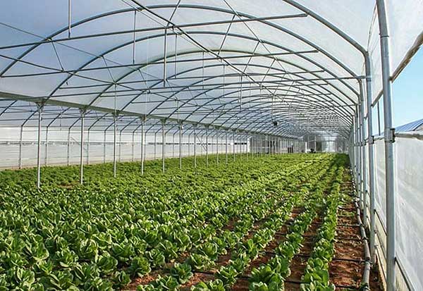 Πτολεμαΐδα: Θερμοκήπια και λαχανόκηποι στο 1ο ΕΠΑΛ