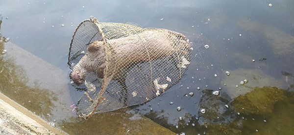 Νεκρή βίδρα από αλιευτικά εργαλεία στην λίμνη τής Καστοριάς