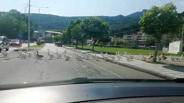 Καστοριά: Δεκάδες χήνες διασχίζουν κεντρικό δρόμο για να φτάσουν στη λίμνη (Βίντεο)