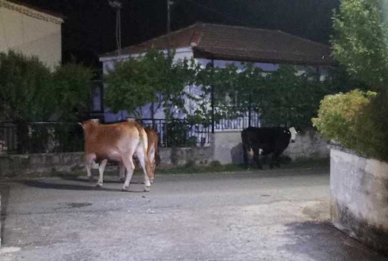 Άμεση ανάγκη για συλλογή ζωοτροφών