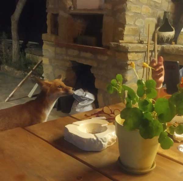 Κυρά Μάρω: Η αλεπού μασκότ του ξενώνα Βάττυνα στο Νεστόριο