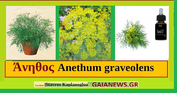 Άνηθος – Άνησον Anethum graveolens – Ιατροφαρμακευτικές ιδιότητες