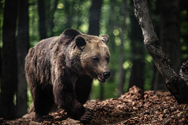 Αρκούδα κάνει βόλτες μέσα στην κοινότητα του Βαρικού Φλώρινας (τι λένε οι κάτοικοι)