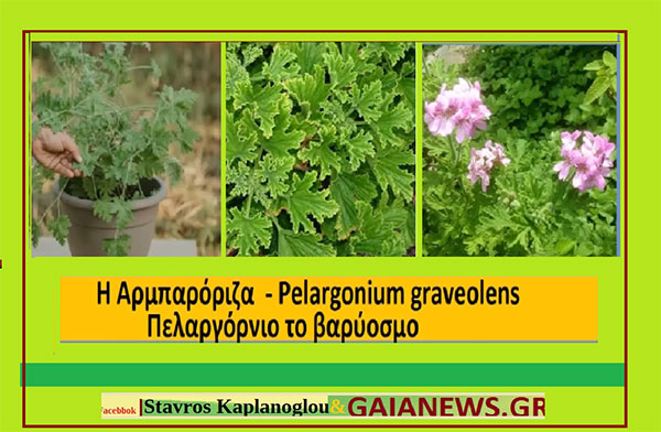 Αρμπαρόριζα – Αλμπαρόριζα – Pelargonium graveolens