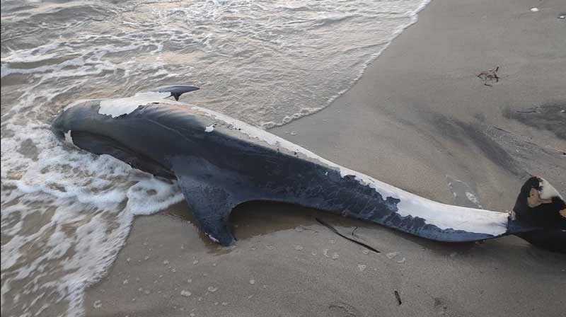 Χαλκιδική: Εντοπίστηκε νεκρό δελφίνι στην παραλία της Βεργιάς