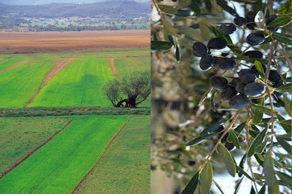 Δημόσιες εκτάσεις της Δυτικής Μακεδονίας μισθώνονται από επιτήδειους σε κτηνοτρόφους που καρπώνονται επιδοτήσεις χωρίς να έχουν ζώα – Δηλώνονται παρατύπως 8.500 στρέμματα ελιάς
