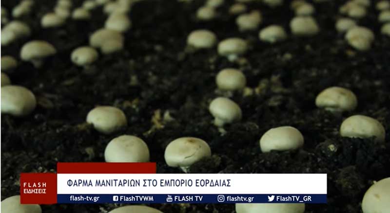 Μια φάρμα μανιταριών στο Εμπόριο Εορδαίας