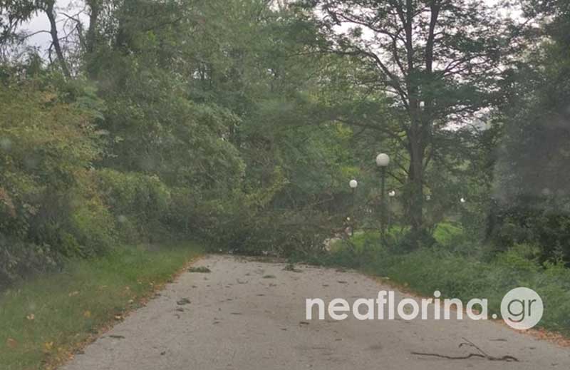 Φλώρινα: Πτώσεις δέντρων από τους ισχυρούς ανέμους
