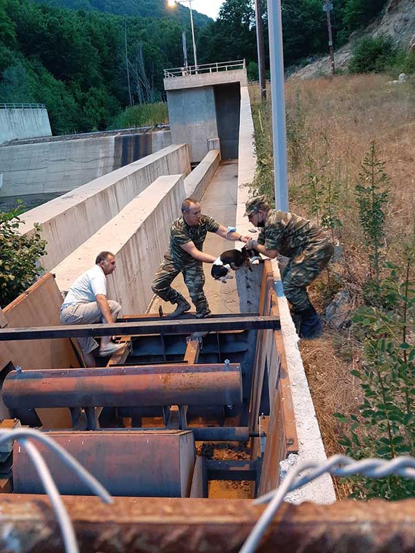 Φλώρινα: Απεγκλωβισμός δύο σκυλιών στο φράγμα Τριανταφυλλιάς