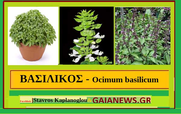 Βασιλικός (Ocimum Basilicum), ιατροφαρμακευτικές ιδιότητες