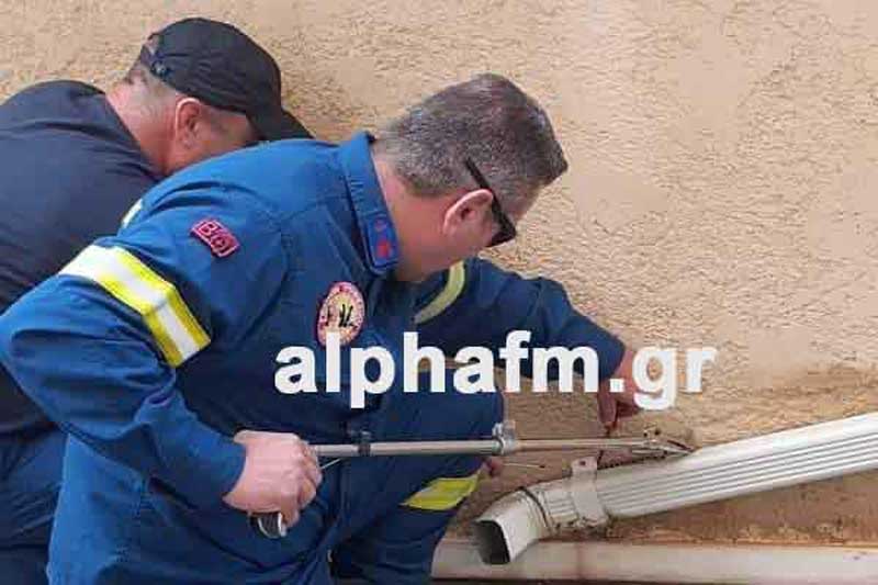 Καστοριά: Οχιά σε σπίτι στην Χλόη