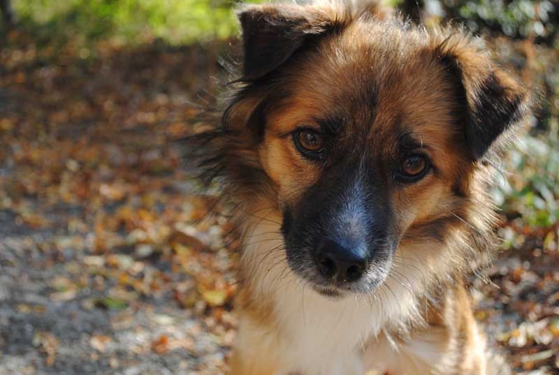 Για τα μάτια μια θηλυκιάς σκυλίτσας άφησε στην άσφαλτο την τελευταία του πνοή η μασκότ της Κορυφής, ο Μπέντζι