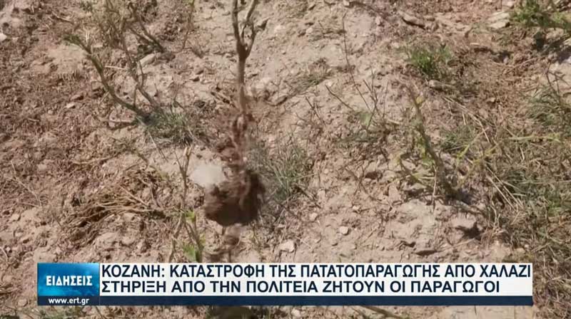 Καταστροφή της παραγωγής πατάτας στην Κοζάνη