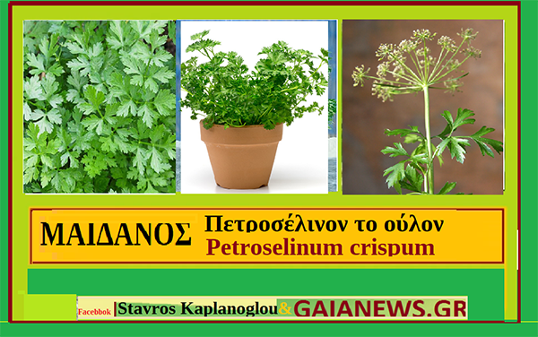 Μαίδανος (Πετροσέλινον το ούλον -Petroselinum crispum )