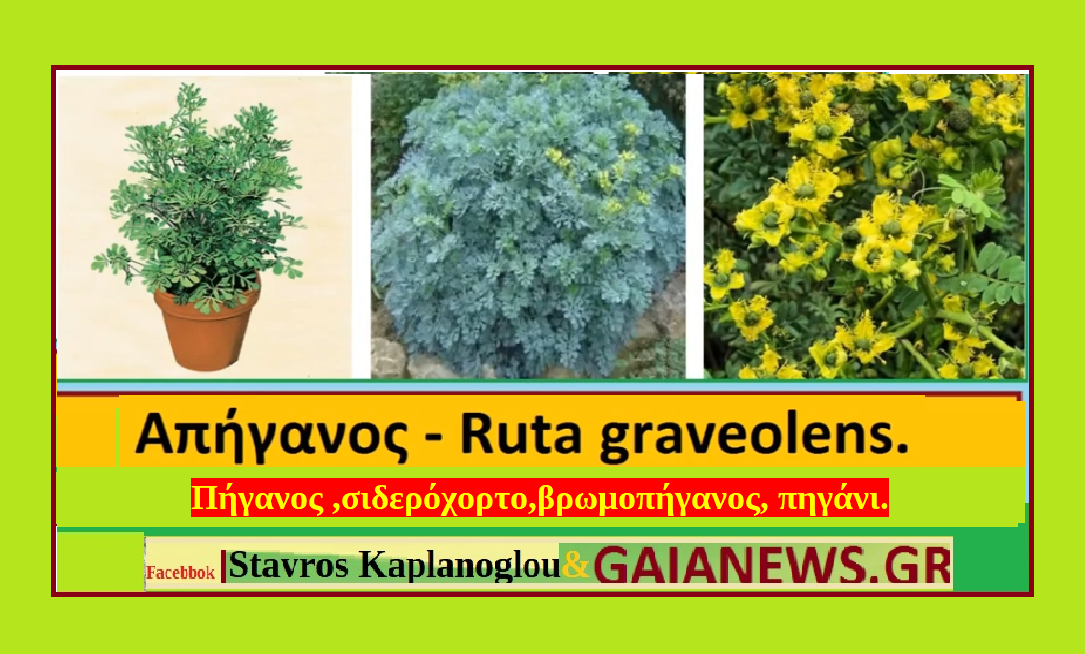 Απήγανος – Ρούτα η βαρύοσμη – Ruta graveolens