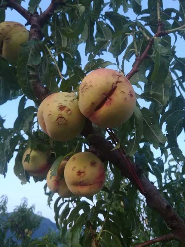 Εικόνες από το χθεσινό χαλάζι στο Βελβεντό!!!
