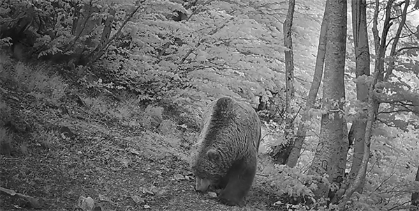 Ιστορίες από το πεδίο: Ένας τεράστιος ηλικιωμένος αρκούδος ψάχνει για… πρωινό