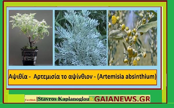 Αρτεμισία (Αψιθιά) Artemisia absinthium