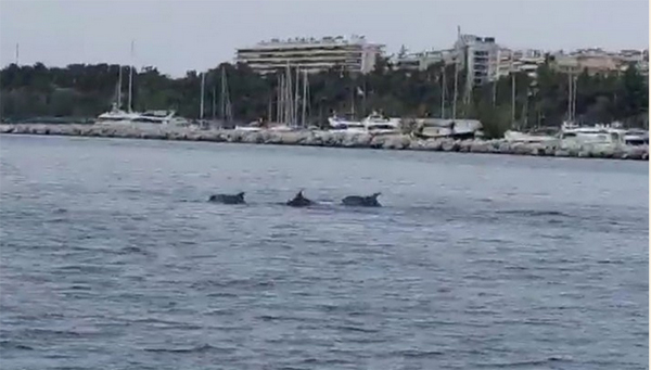 Θεσσαλονίκη: Παιχνίδια δελφινιών ανοιχτά της Καλαμαριάς (video)
