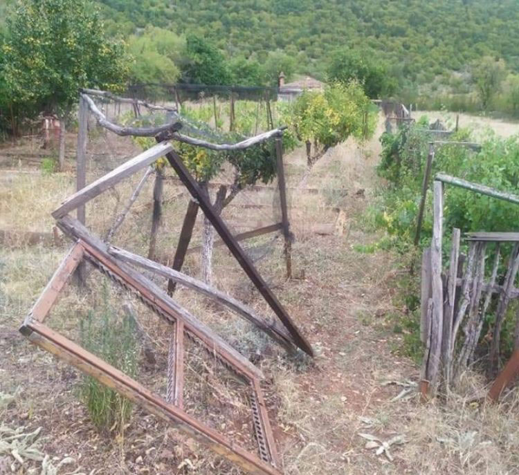 Γαλατινή: Έκλεψαν τα σταφύλια για δεύτερη φορά!!