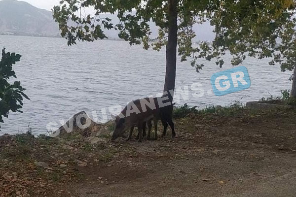 Καστοριά: Δύο αγριογούρουνα δίπλα στην λίμνη