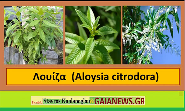 Λουίζα – Λεμονόχορτο – Χόρτο του Θεού – Χόρτο του Σταυρού