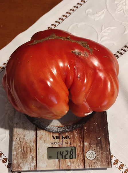 Ντομάτα-γίγας 1,5 κιλό στο Κρανοχώρι Καστοριάς