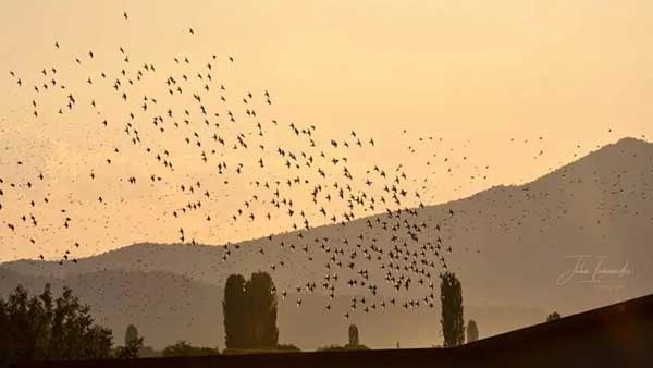 Ψαρώνια πετούν στον καστοριανό ουρανό (φωτογραφίες)