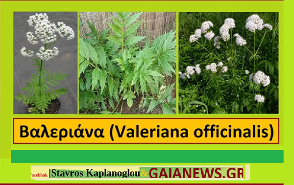 Βαλεριάνα valeriana officinals ιατροφαρμακευτικές ιδιότητες – του Σταύρου Π, Καπλάνογλου Γεωπόνου