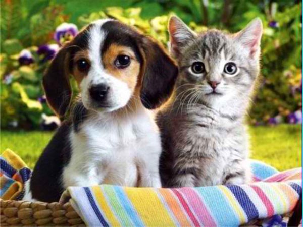 Βουλή: Νομοσχέδιο με νέο πλαίσιο για την ευζωία των ζώων συντροφιάς
