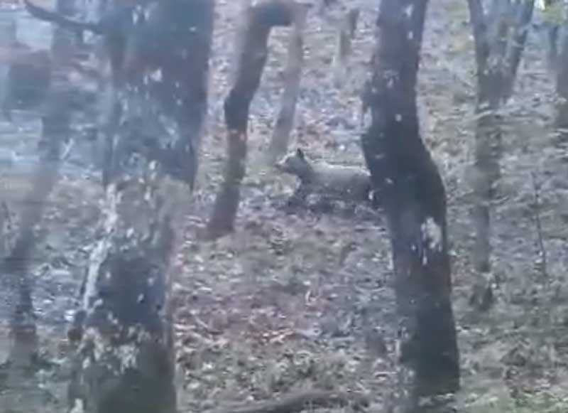 Επίθεση αρκούδας στον Αυγερινό Κοζάνης