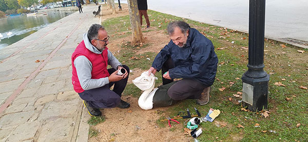 Δακτυλίωση κύκνων στην λίμνη Καστοριάς