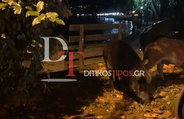 Καστοριά: Νυχτερινή βόλτα αγριογούρουνων στην Νότια Παραλία