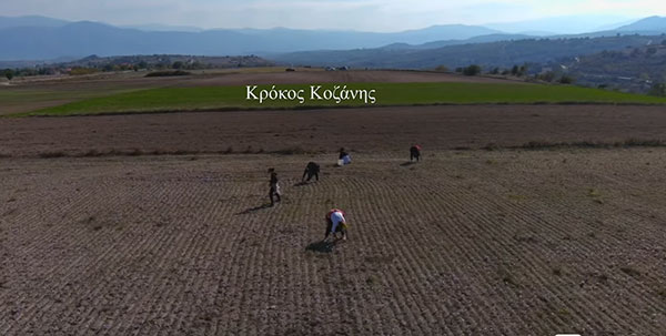 Η συγκομιδή του κρόκου από ψηλά (Βίντεο)