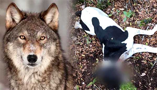 Λύκος σκότωσε κυνηγόσκυλο στην Κορησό Καστοριάς