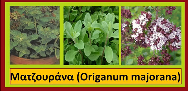 Μαντζουράνα (Origanum majorana)