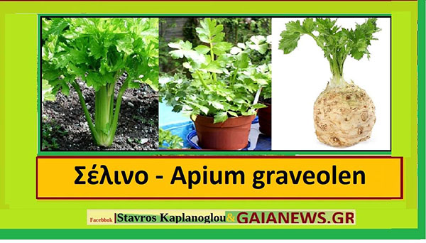 Το σέλινο ( Apium graveolens)