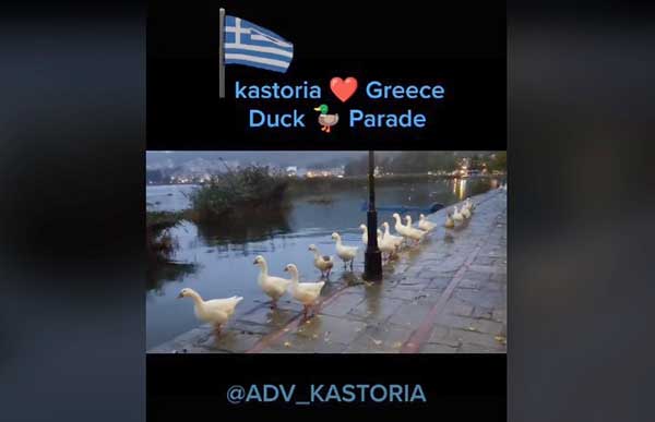 Viral έγινε το βίντεο ενός Καστοριανού που δείχνει τις χήνες να παρελαύνουν στη λίμνη της Καστοριάς