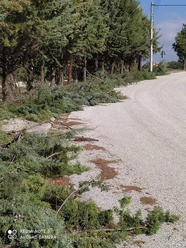 Εργασίες κλαδέματος στην Νέα Χαραυγή