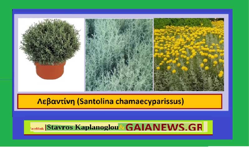 Λεβαντίνη (Santolina chamaecyparissus)