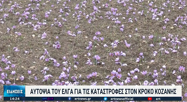 Στο 40% οι ζημιές στις καλλιέργειες κρόκου στην Κοζάνη