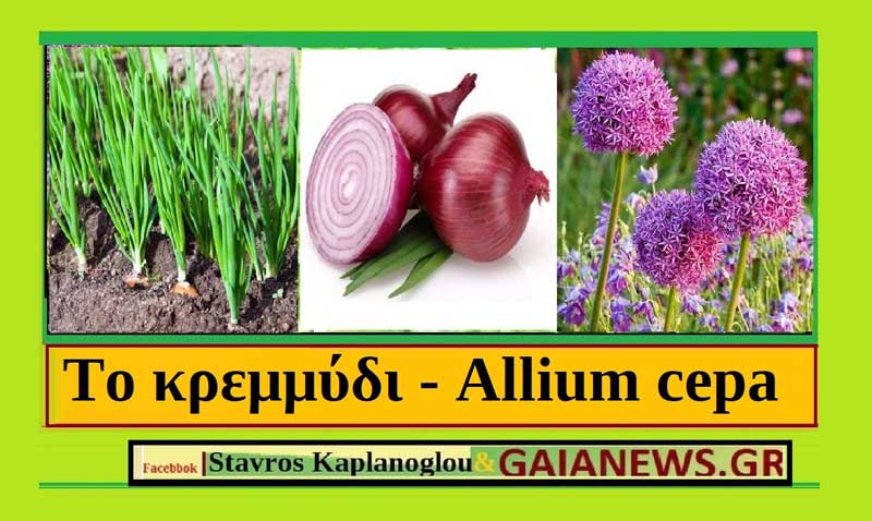 Κρεμμύδια-Άλλιο το κρόμμυο-Onions-Allium Cepa (Διατροφικά οφέλη & Ιατροφαρμακευτικές ιδιότητες )